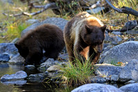 Black Bear with Cub near Lake Tahoe