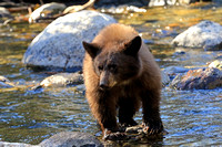Black Bear Cub near Lake Tahoe
