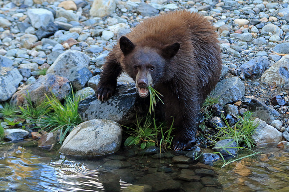 Black Bear Cub near Lake Tahoe