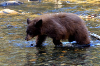 Black Bear Cub Near Lake Tahoe