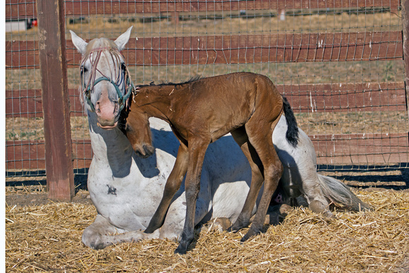 Shiela and foal 9 hours old