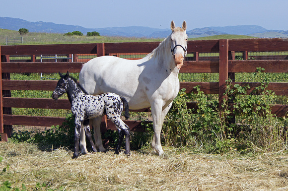 Fanny and New filly