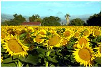 Suisun Valley Sunflowers