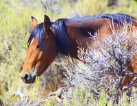 Wild Horse in Nevada