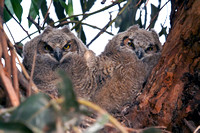 Horned Owl babies about 3 weeks old