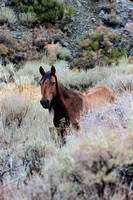 Wild Horse in Nevada
