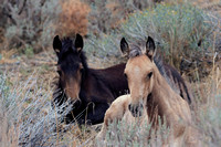 Young Wild Horses in Nevada