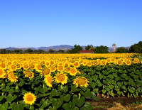 Suisun Valley Sunflowers