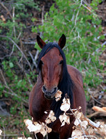 Wild Horses of Nevada "The Stallion"