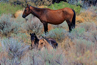Wild Horses of Nevada